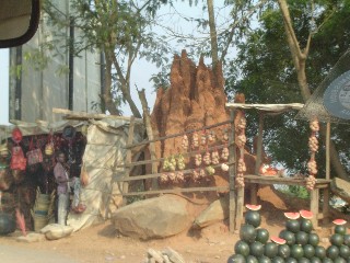 Termite Mound